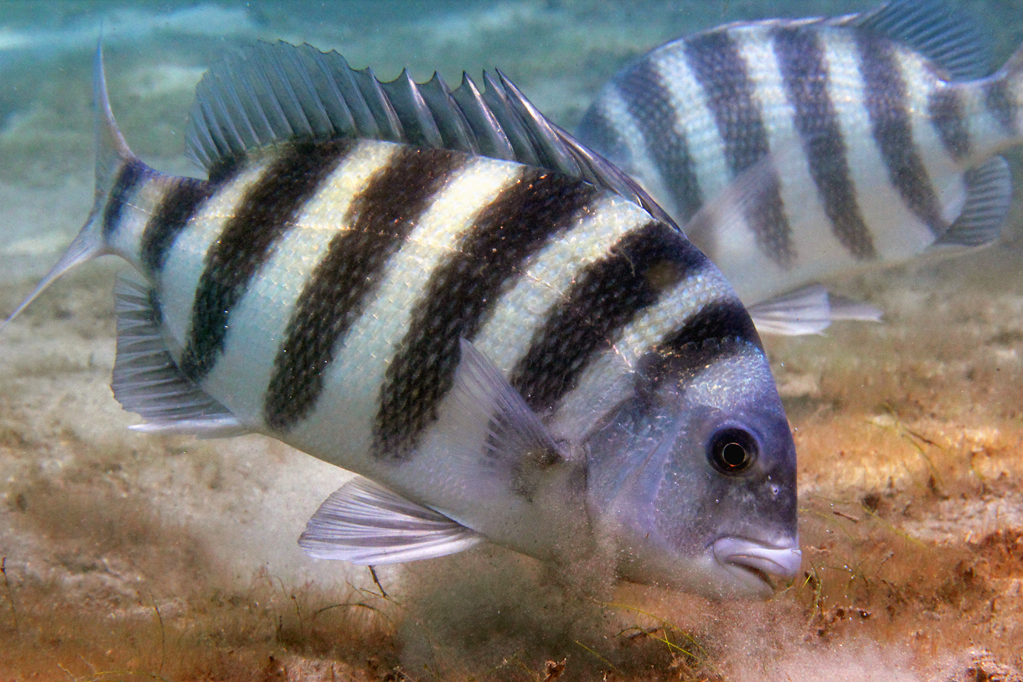 Sheepshead